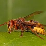 european-on-leaf