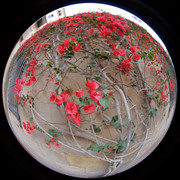 DSCF8954