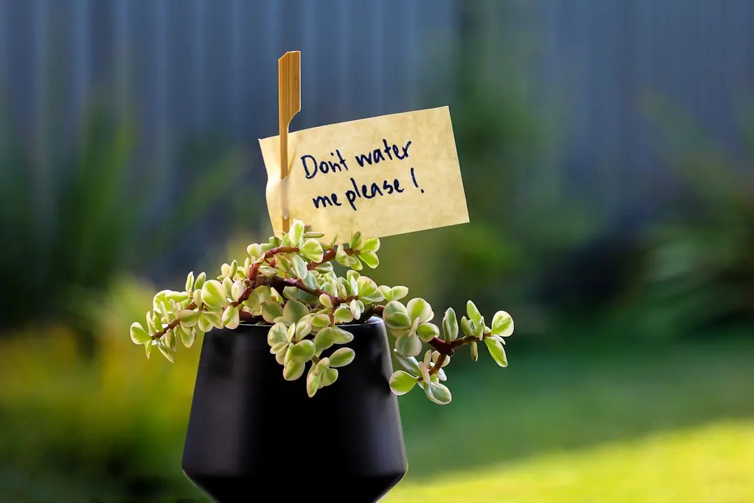 Diete pe bază de plante care reduc riscul de demență