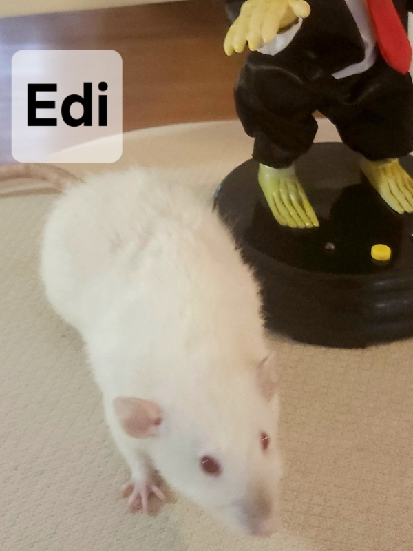 edi
