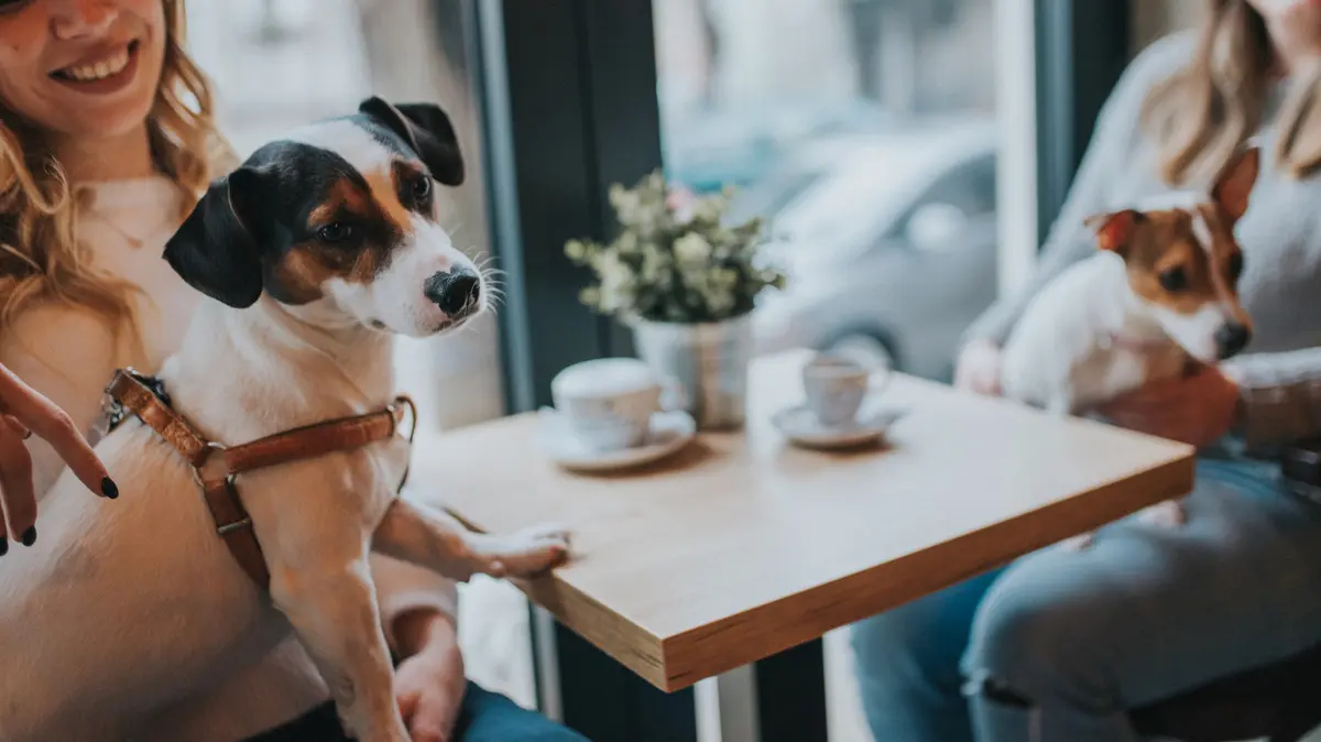 Top Dog-Friendly Spots in New York City