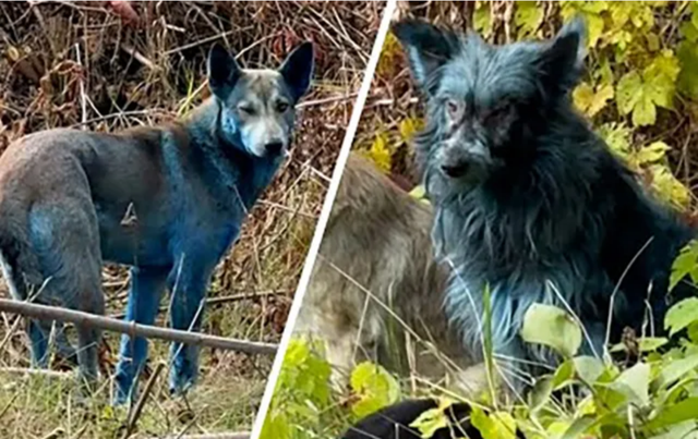 [Obrazek: Screenshot-2025-11-13-at-11-03-01-R-tsom.png]