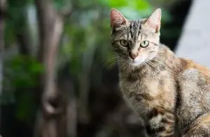 Silvervine: A New Favorite for Your Cat?