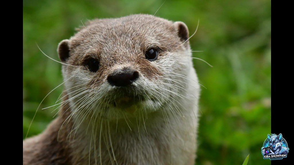 A close-up of an otter’s face.
