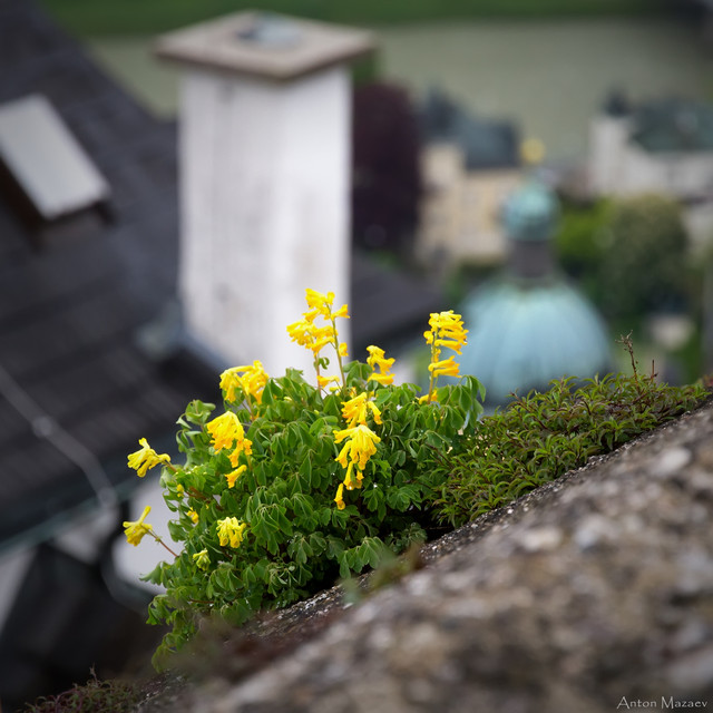 IMG-9863-3.jpg