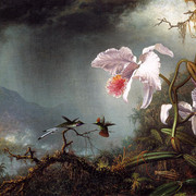 Two-Fighting-Hummingbirds-with-Two-Orchids