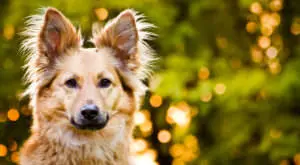 Unlock Your Dog's Best Skin and Coat Health