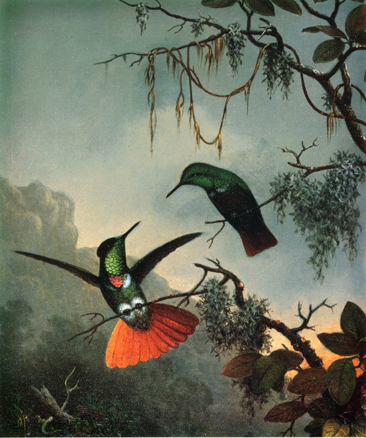 Two-Hummingbirds.jpg