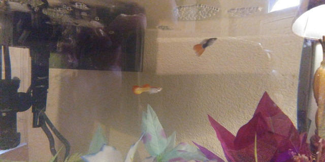 Guppies