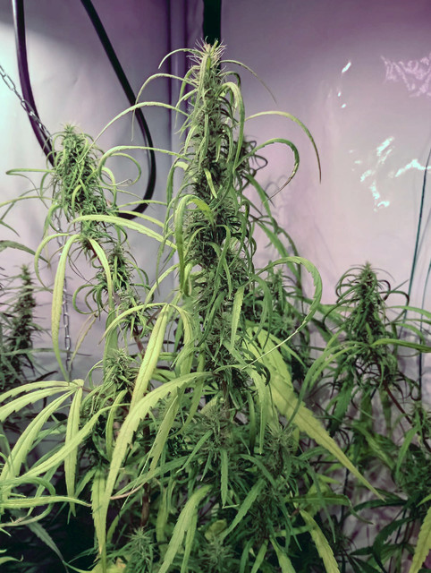 thai10w