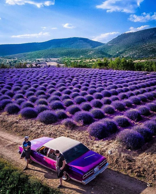 Fields-Turkey