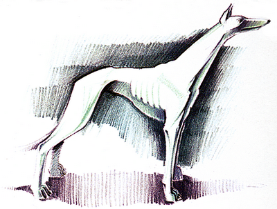 Dog-Antiqua.png