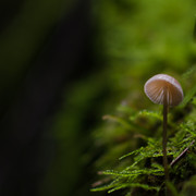 tiny-mushroom-moss-macro-wallpaper-1920x1080