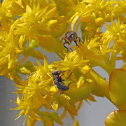 IMG-7034