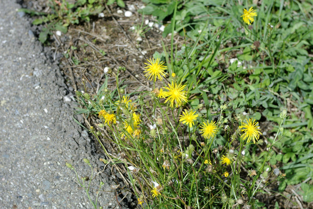 DSC7230.jpg