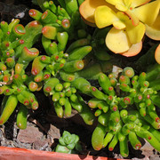 IMG-8100