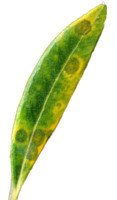 Olive leaf spots Olive leaf spots, leaf affected by Cycloconium oleaginum, Fusicladium oleagineum, Spilocaega oleagina