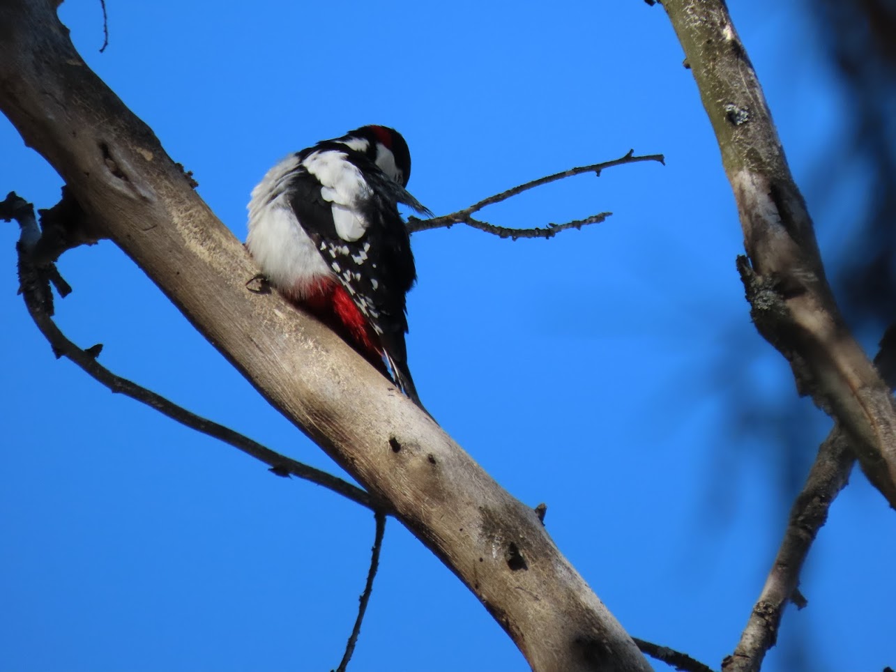 дятел не стучать. дятел лесной. ель короед дятел. хохлатая желна. дятел стучит.