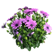 Alphapinetree7-zps2bd9b34a