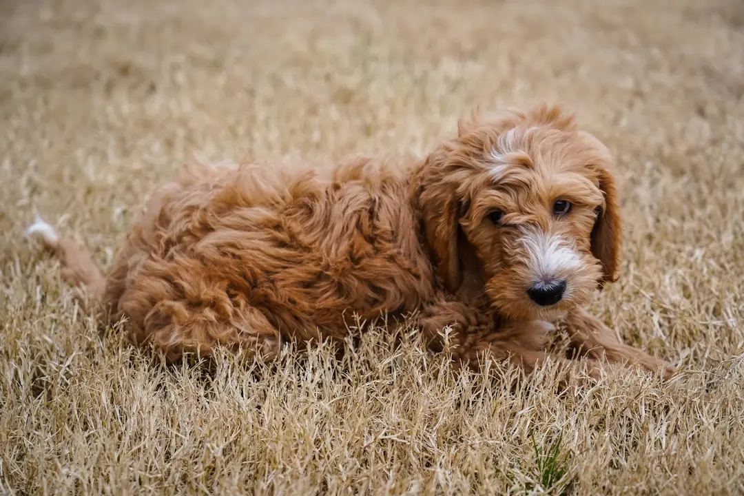 Goldendoodle Fighting Cancer Jumps to Help Struggling Animal