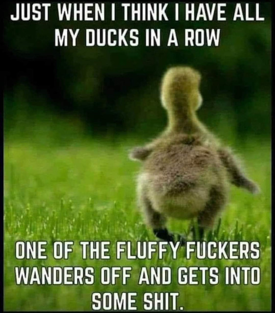 fluffyduck.jpg