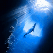 proteger 2.gif