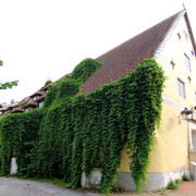 IMG-1629