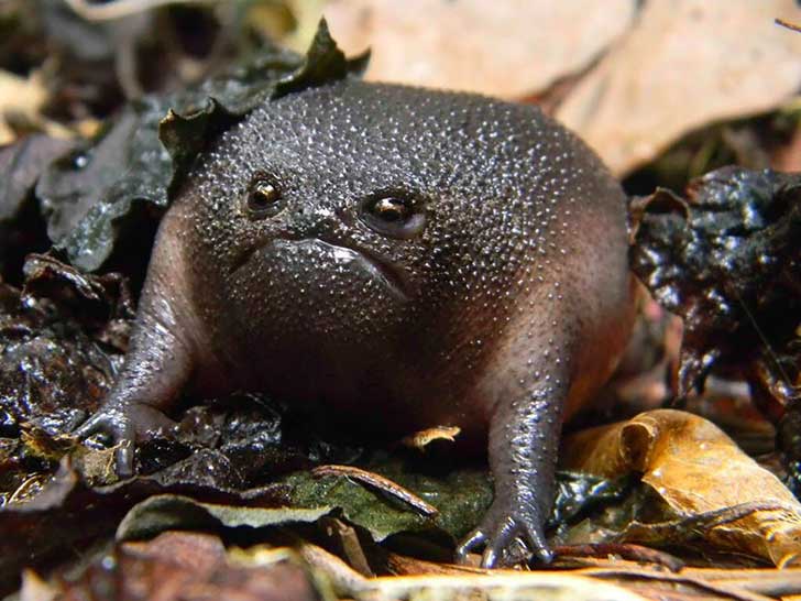 sapo-feo.jpg