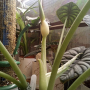IMG-20240106-183451