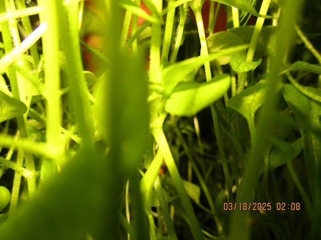 IMG-0136