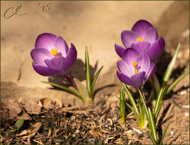 crocuses-PSEM-CAS05077