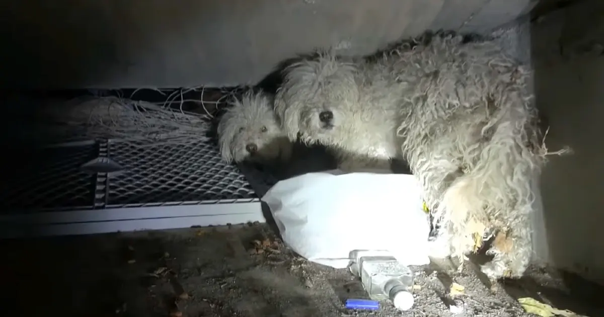 Loyal Poodle Shields Sister During Rescue