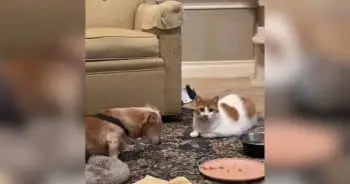 Feline Companion Stays by Dachshund's Side in Final Days