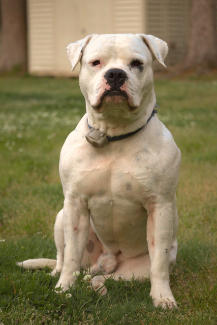 doggo1.png