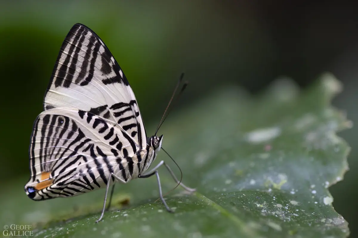 Tropical Butterflies Adapt to Extreme Amazon Seasons