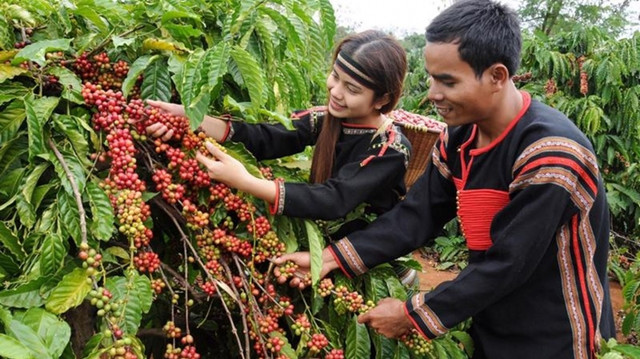 Ngành nông nghiệp Đắk Lắk Phát huy vai trò trụ đỡ của nền kinh tế