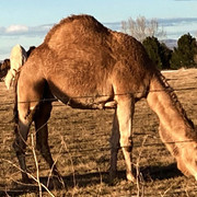 camels 5