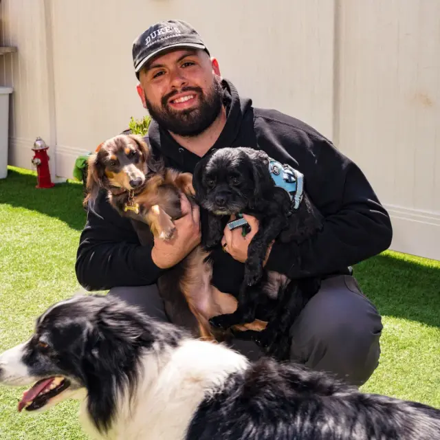 Dogs at Duke's Doggy Daycare