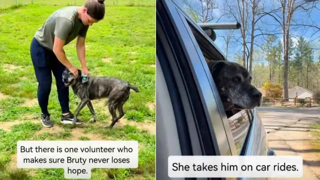 Senior Shelter Dog's Heartbreaking Wait
