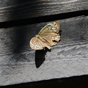 P8293415.jpg