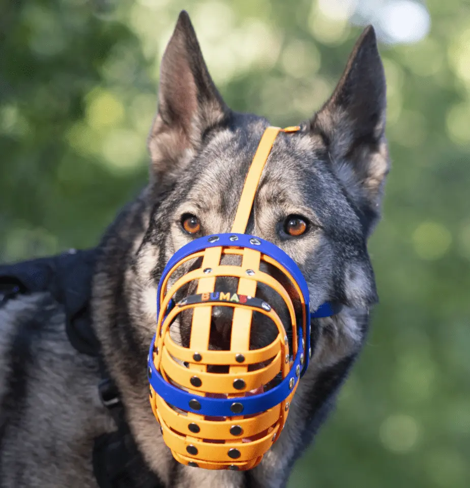 Understanding Dog Muzzles: A Guide for Responsible Pet Owners