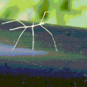 compressed-stick-bug