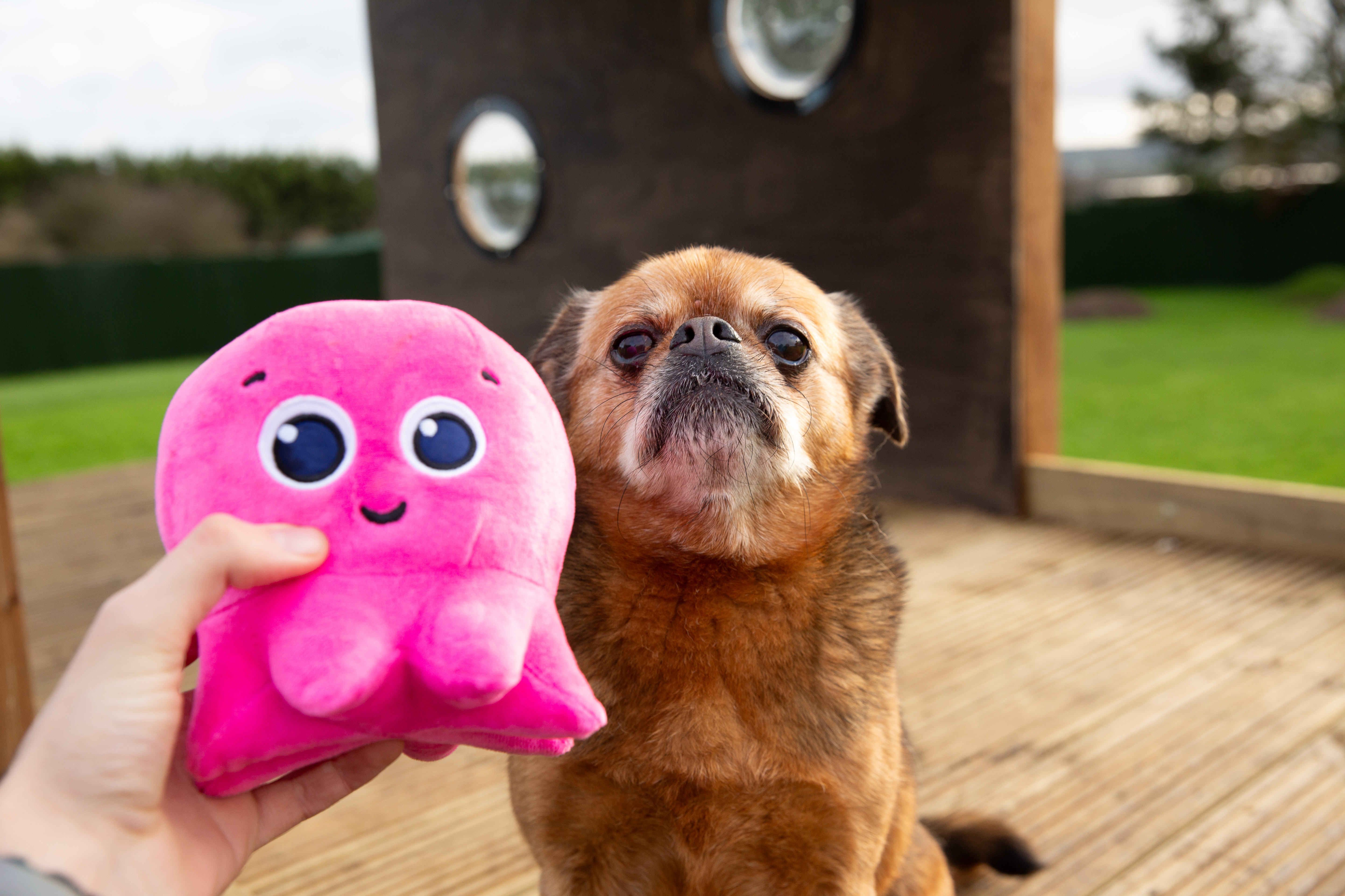 We Made A Dog Calendar For Charity