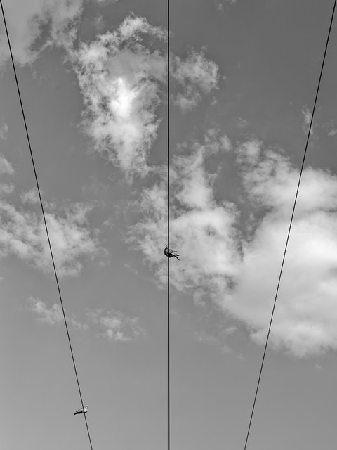 IMG 9609 Dx O.jpg