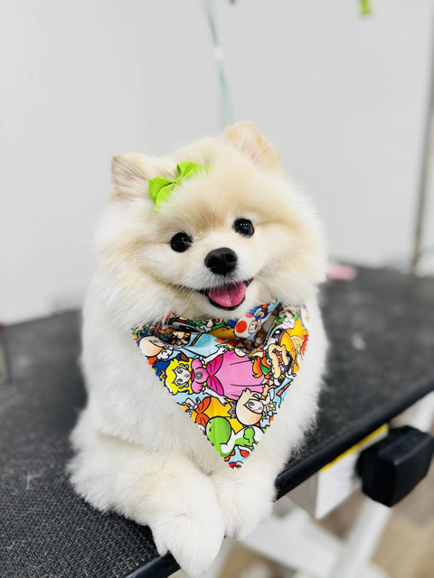 Archie Pet Care Spa Gallery
