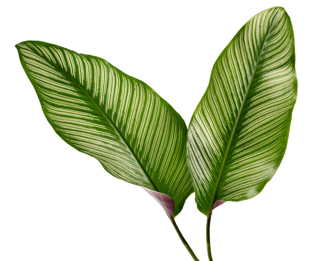 shutterstock 1522282085.jpg