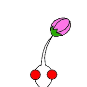 whitebud