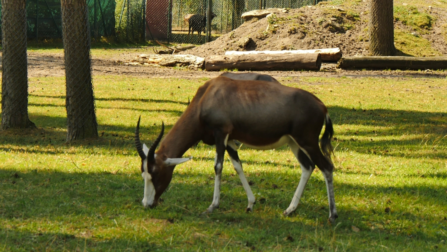Serengeti-Park / Серенгети-Парк и кусочек Касселя