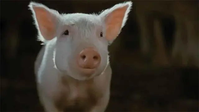 Live-Action-Wilbur