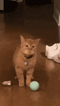 https://i.ibb.co/DG593Xk/i-go-meow-cat.gif